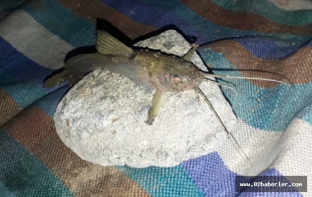 Barajda Çıkan Esrarengiz Balık, Görenleri Şaşırttı 