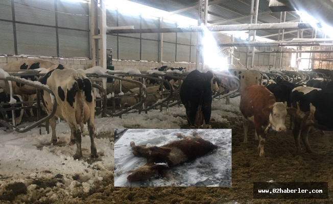 Kar Yağışı Hayvan Çiftliklerine Zarar Verdi